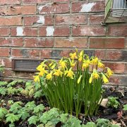 daffodils bubwith