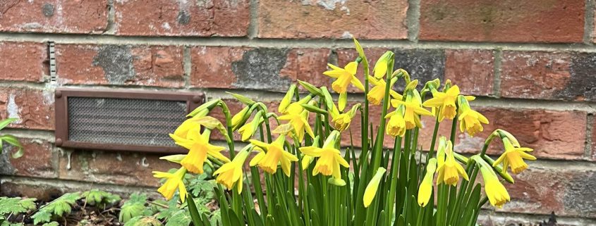 daffodils bubwith